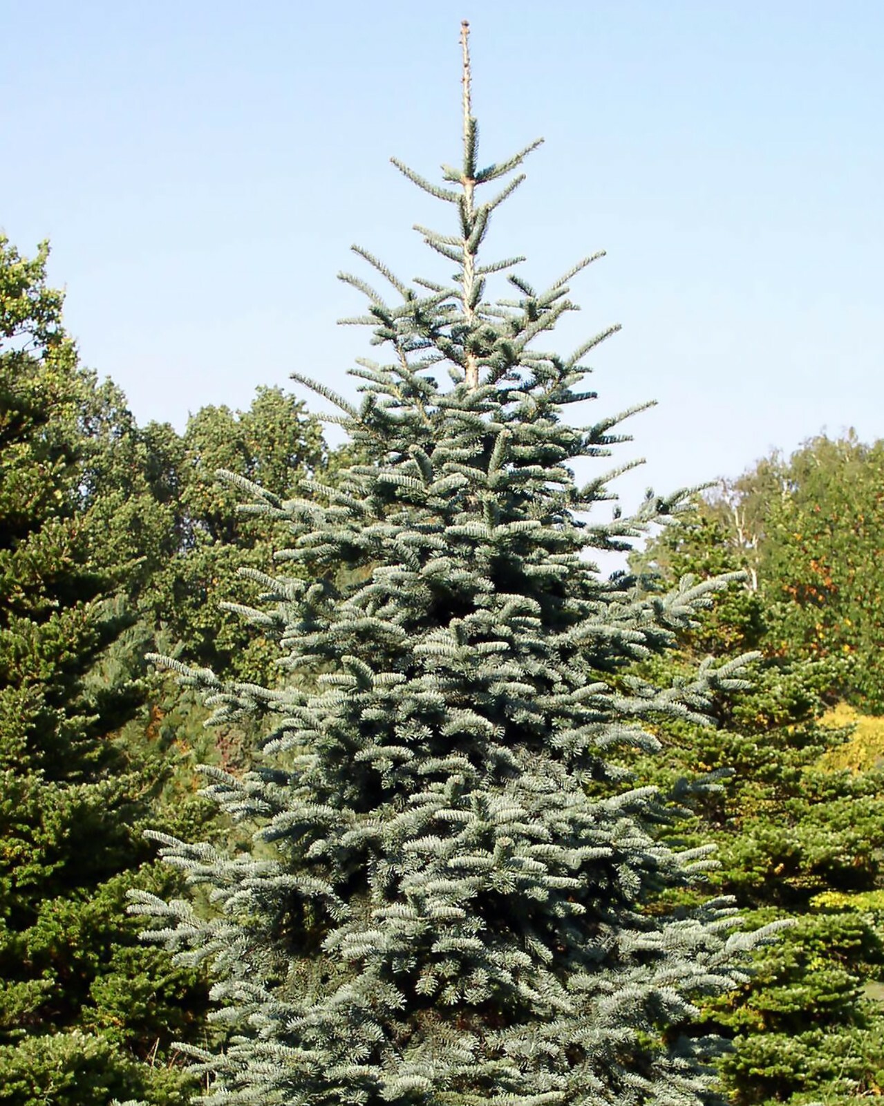 Blue Noble Fir, Abies procera glauca, (Abies nobilis), Tree Seeds (Evergreen)