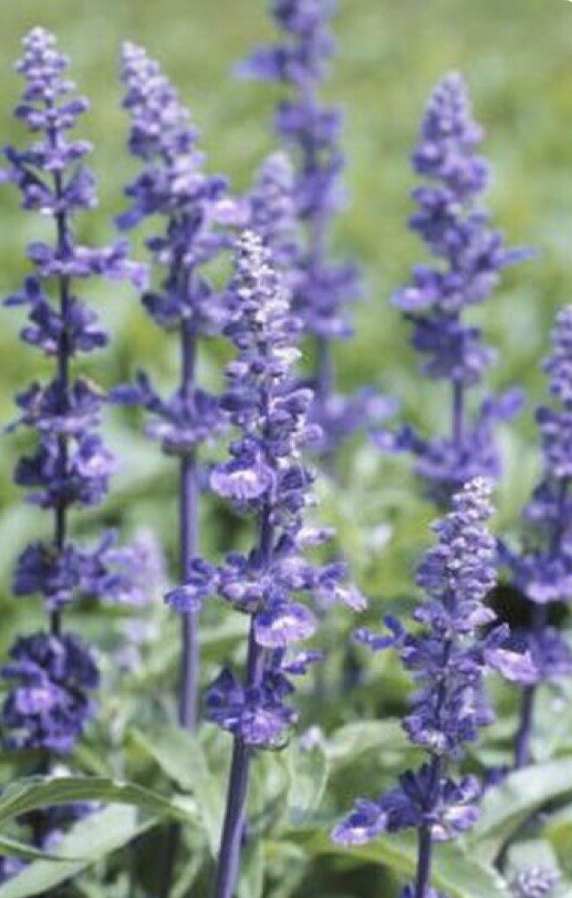 600+English Lavender-Lavandula angustifolia-Non GMO-Open Pollinated.