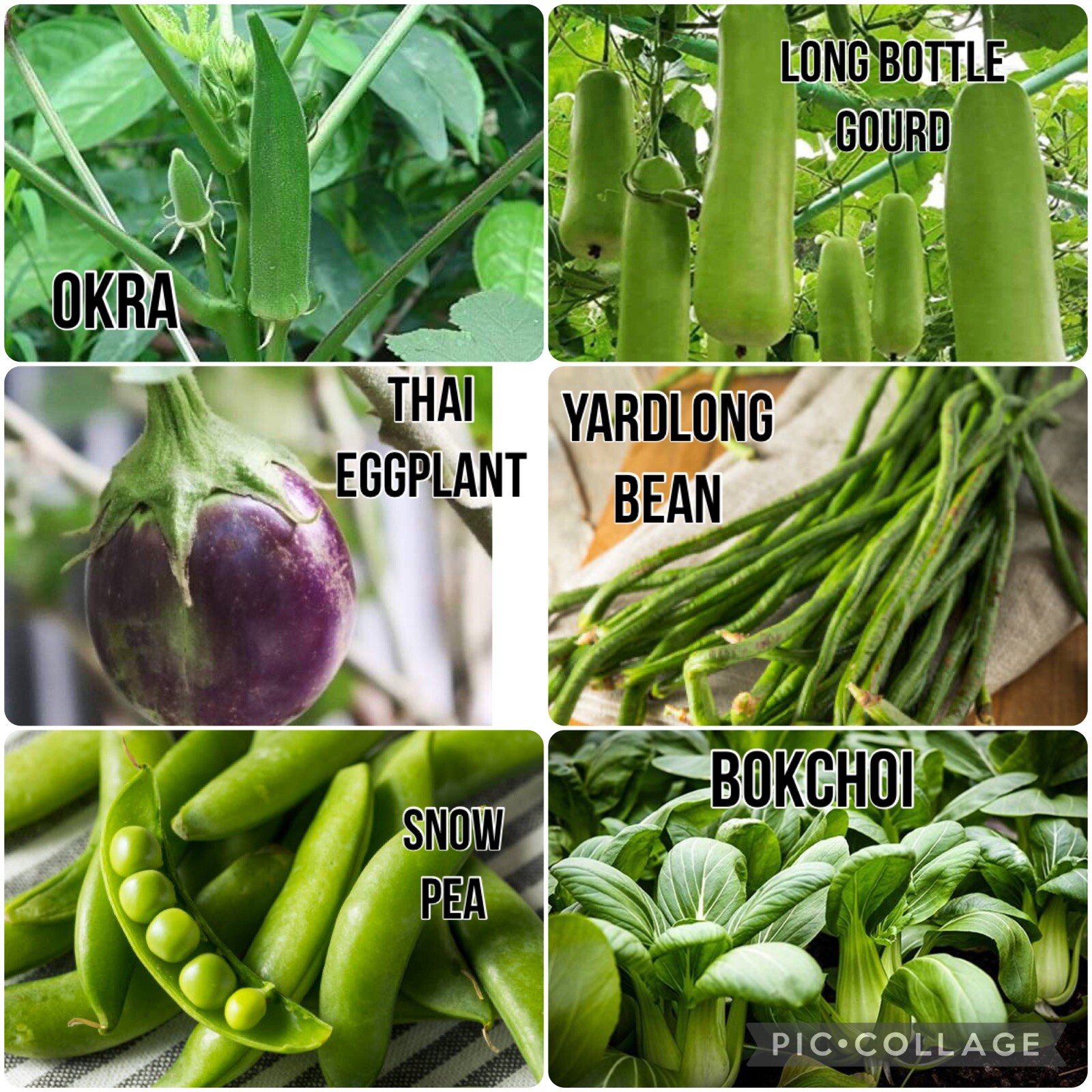 20 Packet of SEEDS + 3 FREE Packet | SEEDS Bundle for Planting | FREE SHIPPING