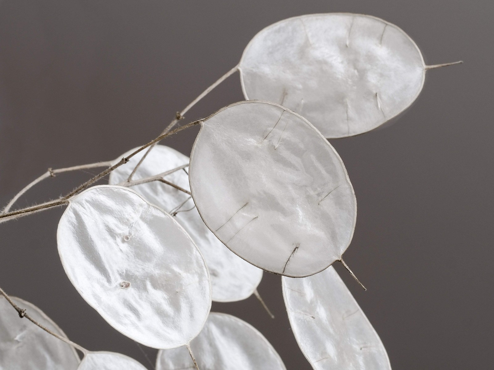 100 LUNARIA Biennis ( MONEY PLANT / Silver Dollar / Honesty ) Flower Seeds