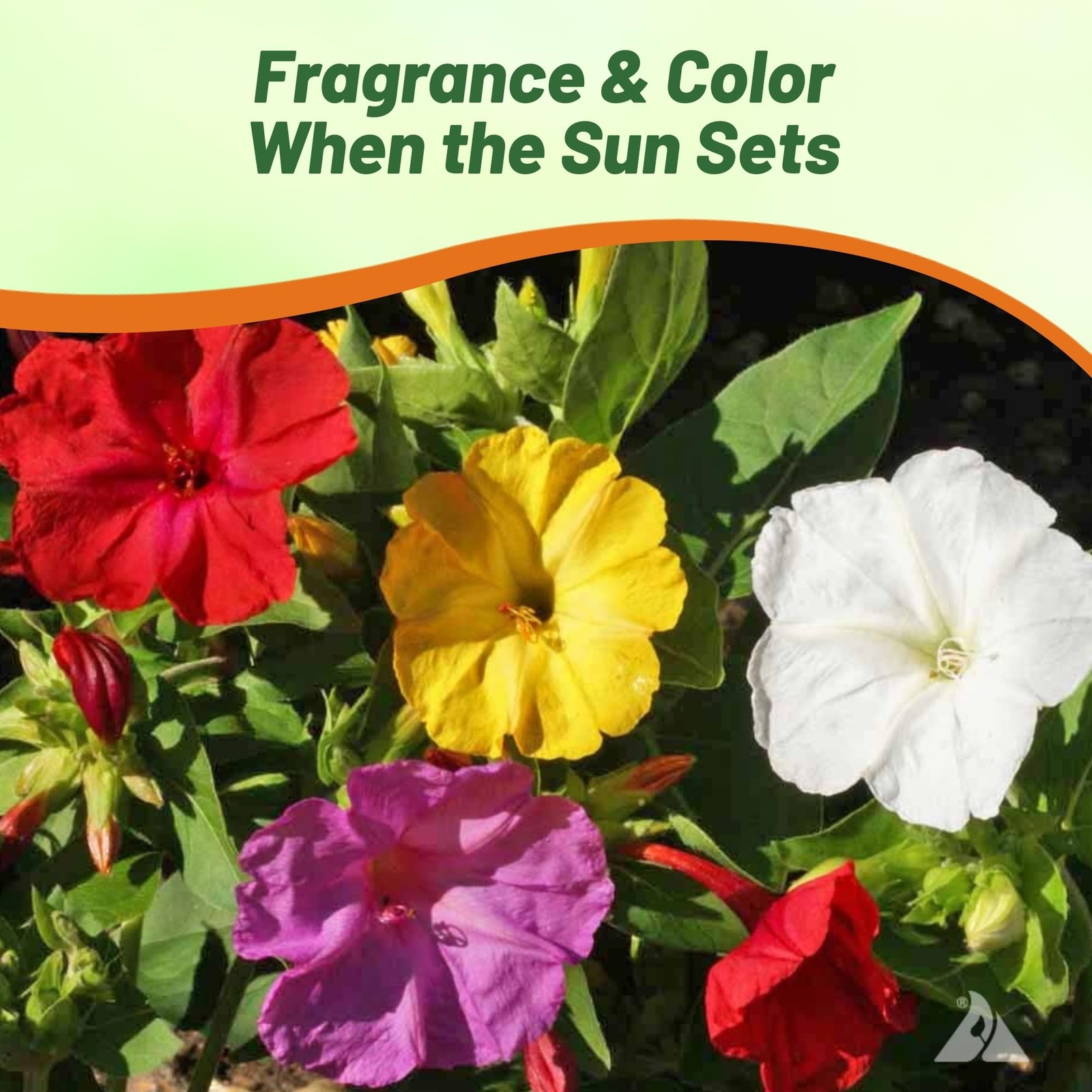 Mixed Four O’clock Flower Seeds Perennial, Fragrant Blooms for Gardens &