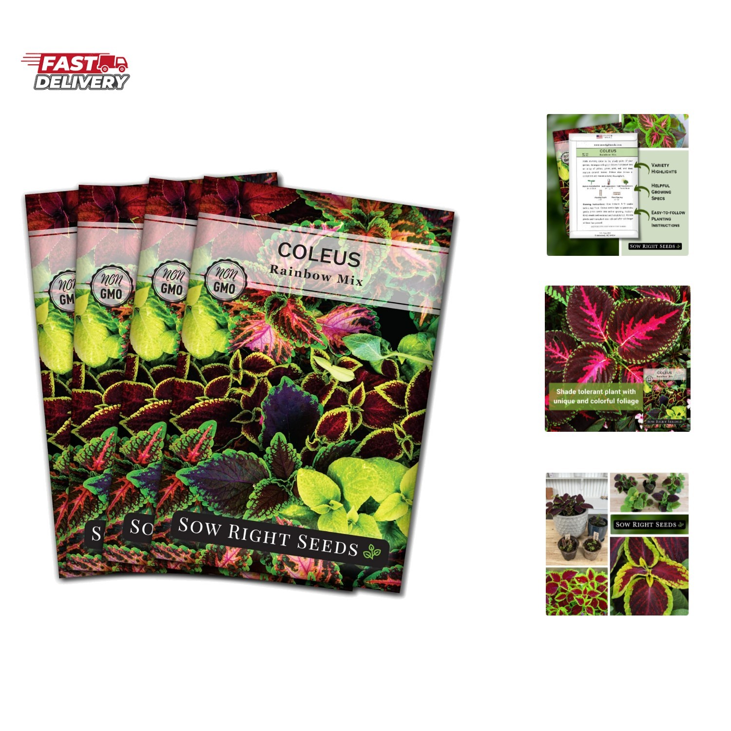 Rainbow Mix Coleus Seeds for Planting – Non-GMO Heirloom Variety – Vibrant Tr…