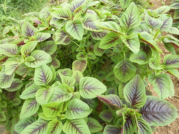 🌱Heirloom Amaranth Chinese Multicolor/Xian Cai 50+ Seeds *Heat Tolerant*