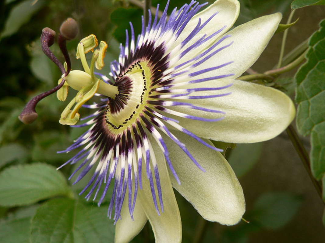 1-1000 PCS Bluecrown Passion flower Tree Seeds Common Passiflora Caerulea 0150