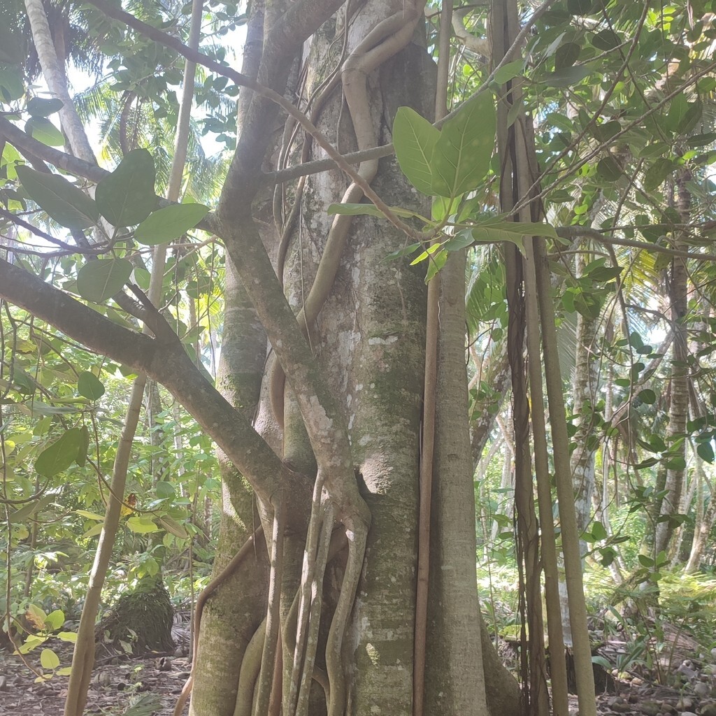 Ficus Benghalensis Tree Seeds, Banyan Fig Seeds, Bengal Fig, Bonsai, Indian