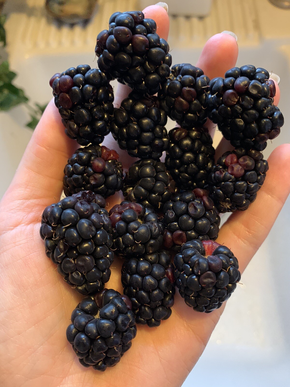 500 Blackberry Seeds Homegrown Edible Berry Bush Garden Vine Fruit USA Organic