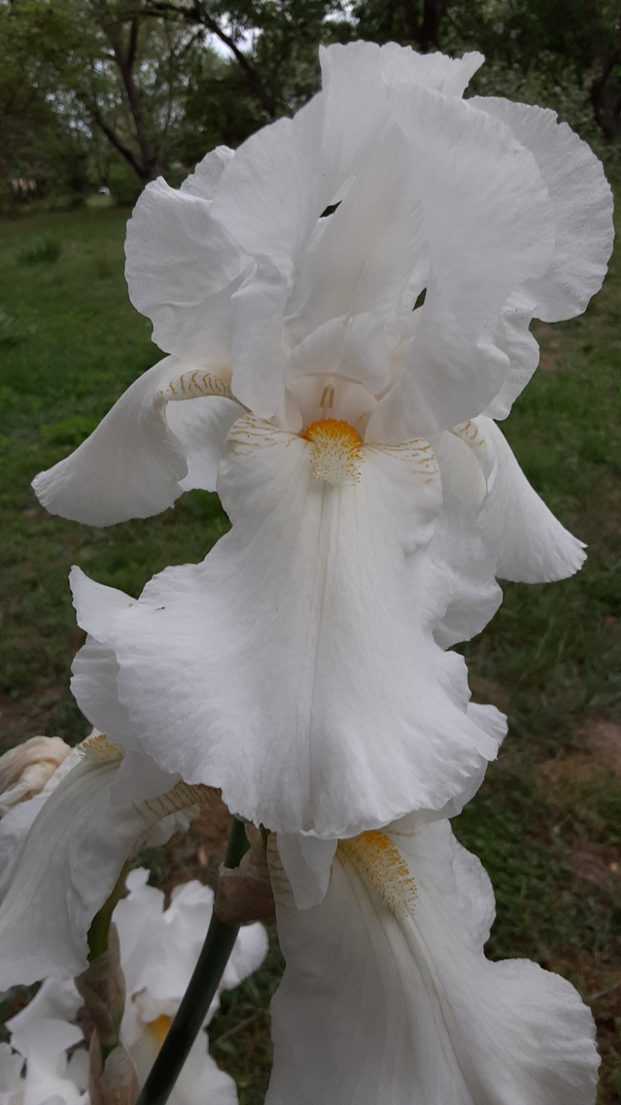 3 Tall Bearded Iris, White with Yellow Beards, Large Flowers, Fragrant