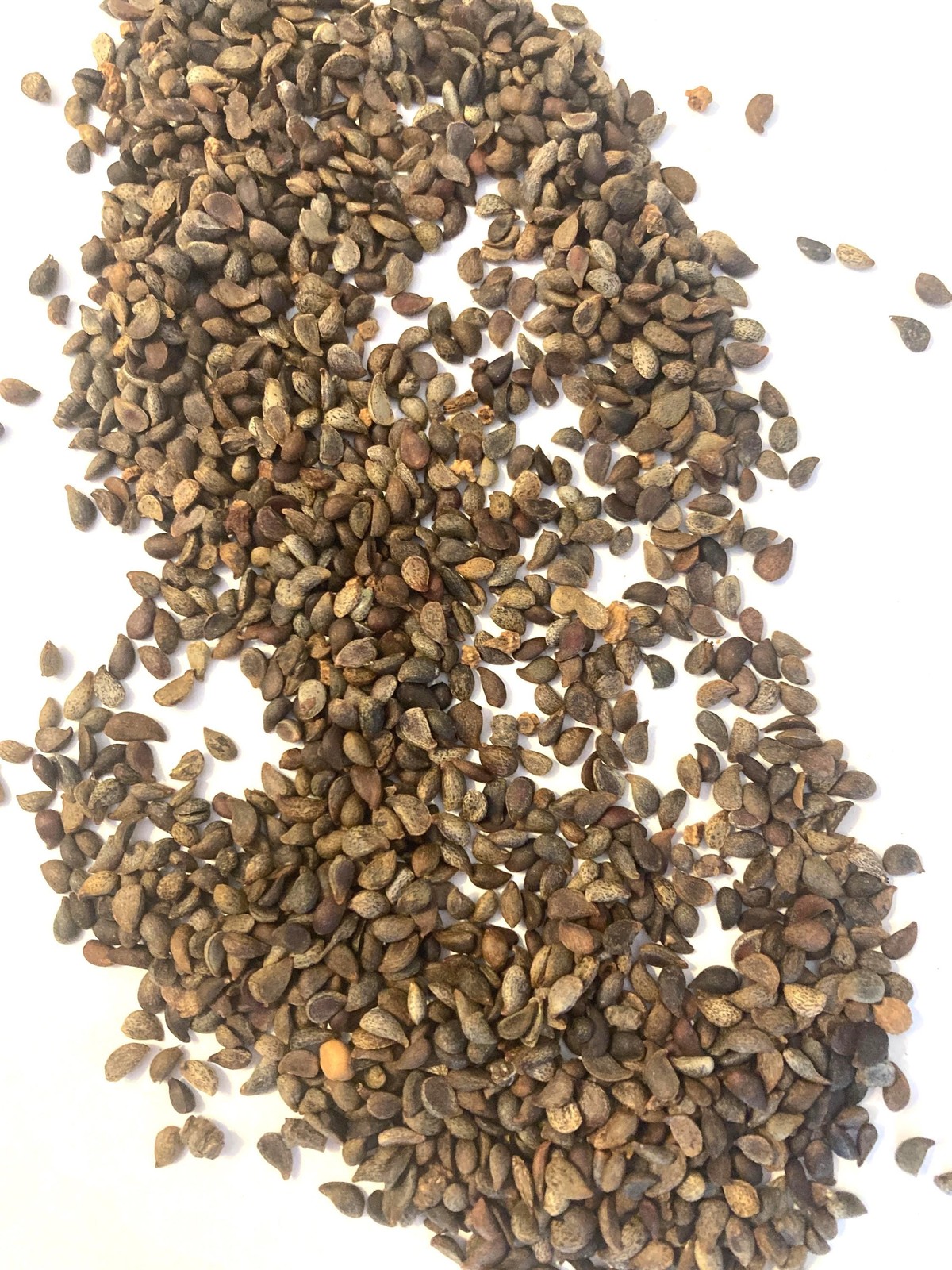 Bradford Pear Seeds (Pyrus Calleryana) Callery Pear