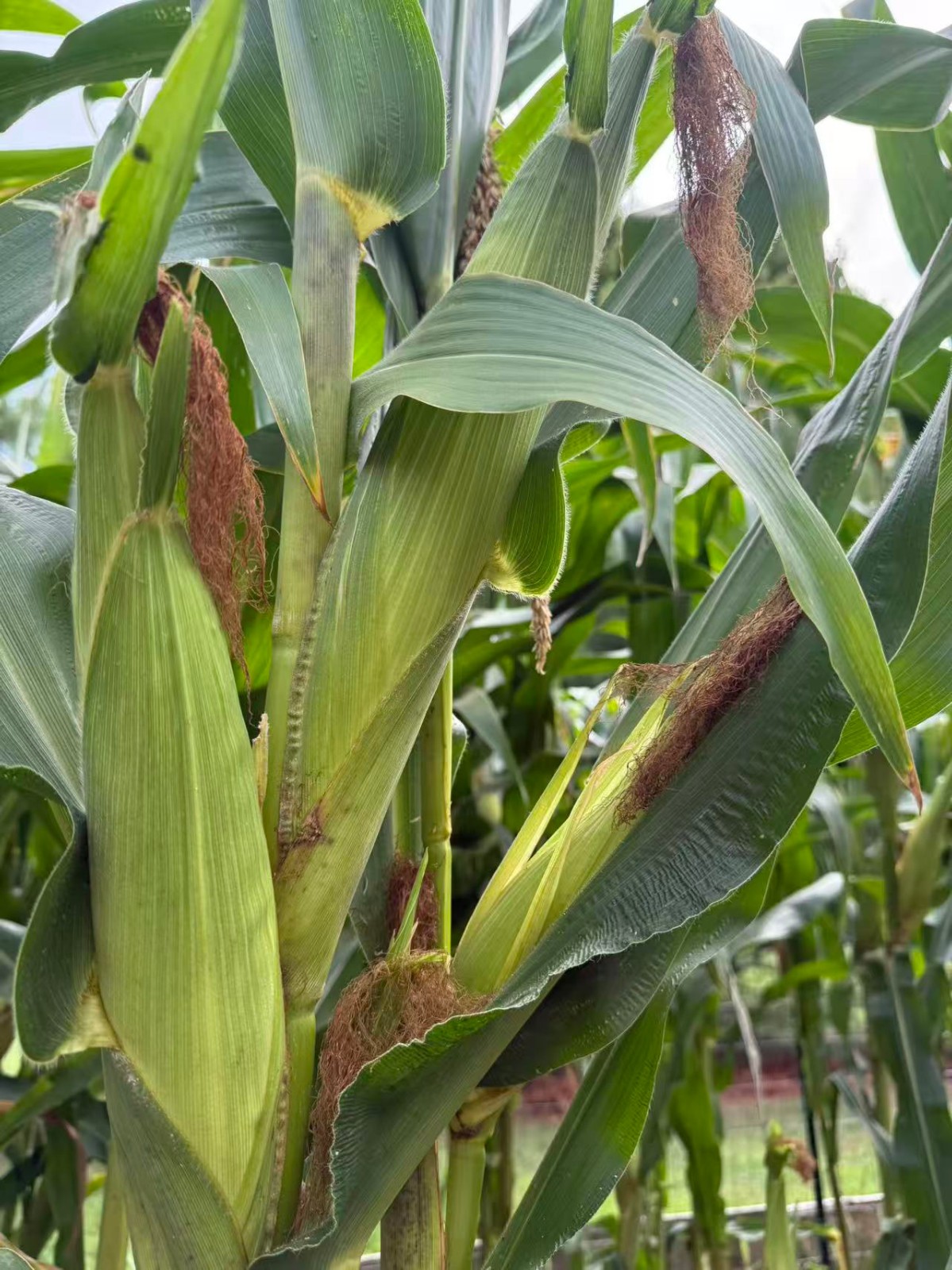 Organic Sweet Sticky Waxy White Glutinous Corn Non-GMO 糯玉米