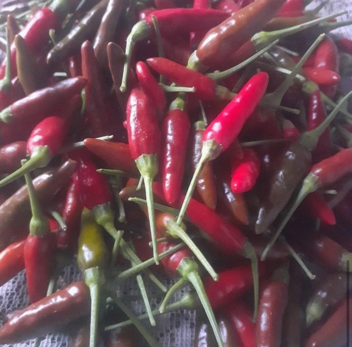 30+ SEEDS Bird’s Eye Chili Pepper SILING LABUYO NON GMO Buy2get1FREE!
