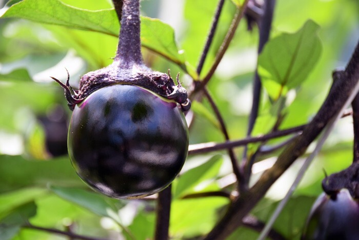 RARE✿ Japanese Heirloom Kamo Eggplant/Kamo Nazu 賀茂 なす 15+ Seeds ●Heat Tolerant