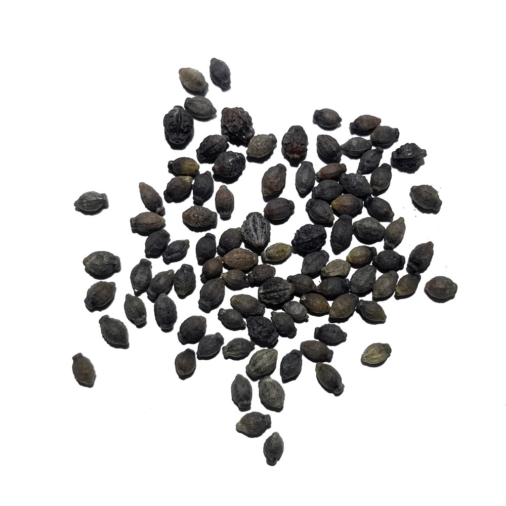 Mixed Four O’ Clock Seeds For Planting (Mirabilis jalapa)
