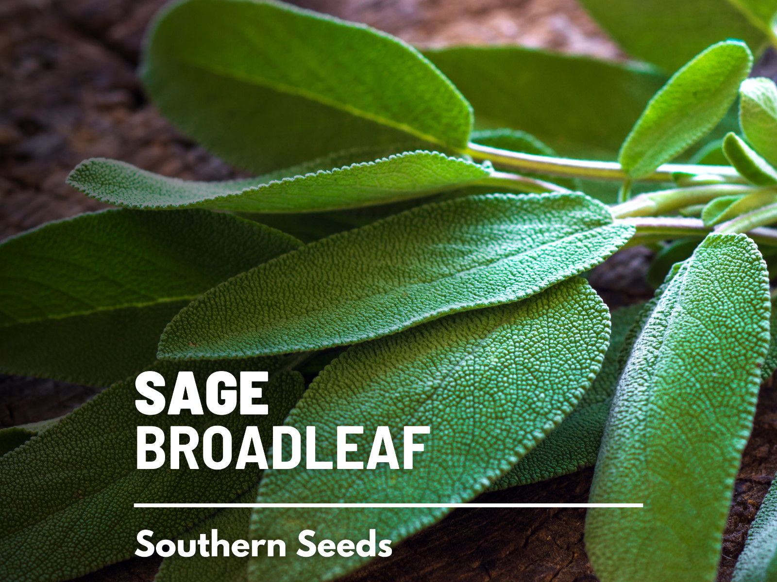 Sage – Broadleaf (Salvia Officinalis) – 100 seeds