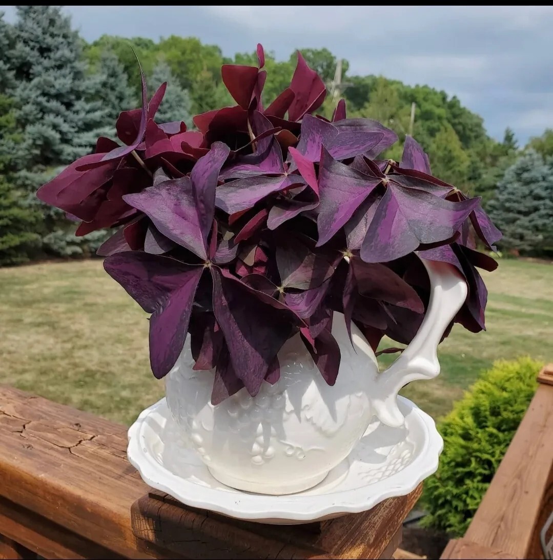 30 – Oxalis Tringularis, Purple Shamrock,Love Plant, Good Luck Plant – bulbs