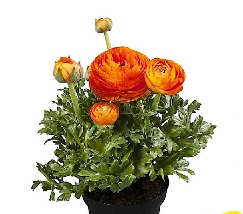 Ranunculus Seeds Ranunculus Sprinkles Orange 25 Pelleted Seeds