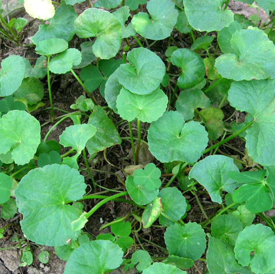 Gotu Kola Seeds 1g – Centella Asiatica – Pennywort – Rau Má Lá To – Asian Herb
