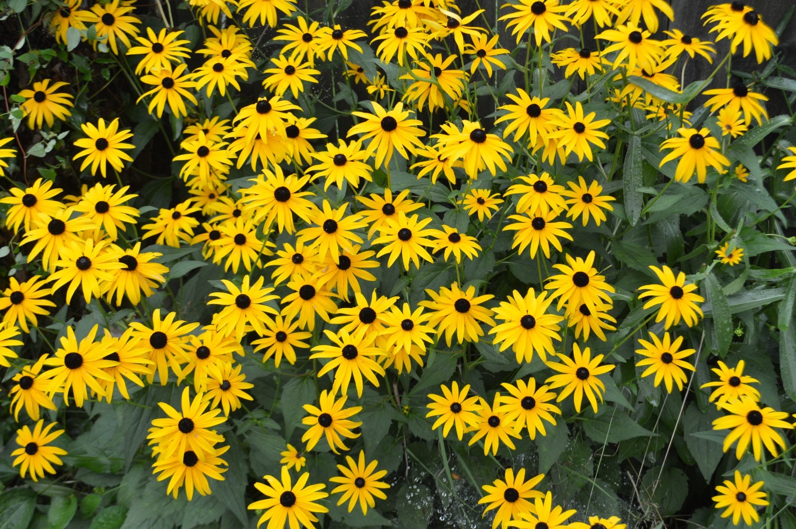 1 GRAM + Rudbeckia Hirta/Black-Eyed Susan/Native Eastern & Central US/Organic