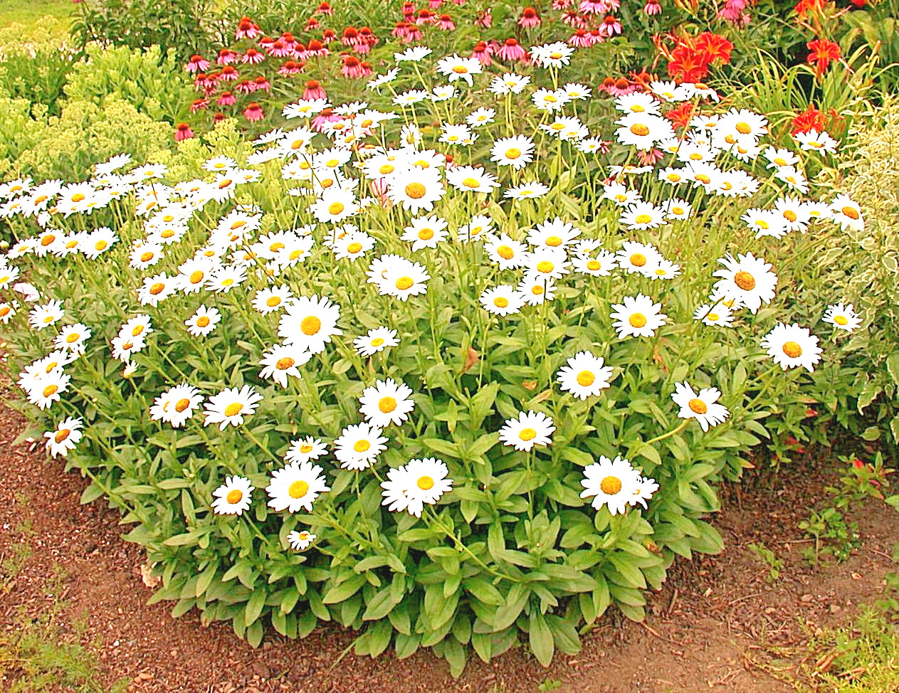 301+SILVER PRINCESS Seeds Dwarf Shasta Daisy Cut Flowers Container Garden Easy