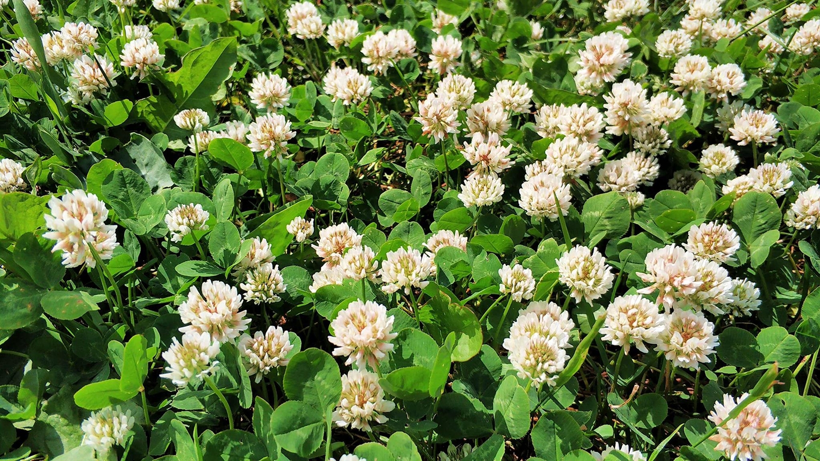 White Dutch Clover Seeds for Planting, Ground Cover, Lawn Alternative, Pasture