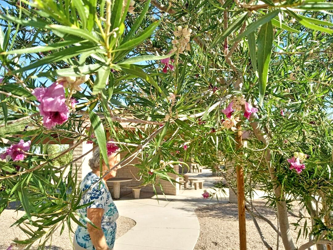 20+ DESERT WILLOW SEEDS Fresh AZ Purple Rose Orchid Drought Toler FREE SHIP