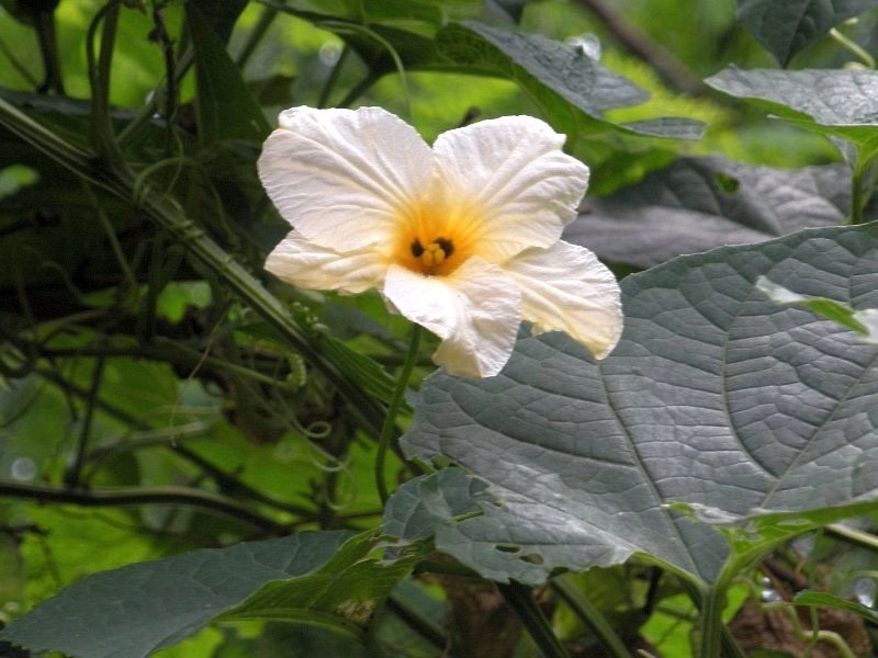 Momordica subangulata renigera | Teasle Gourd | Bhat Karela | 5_Seeds