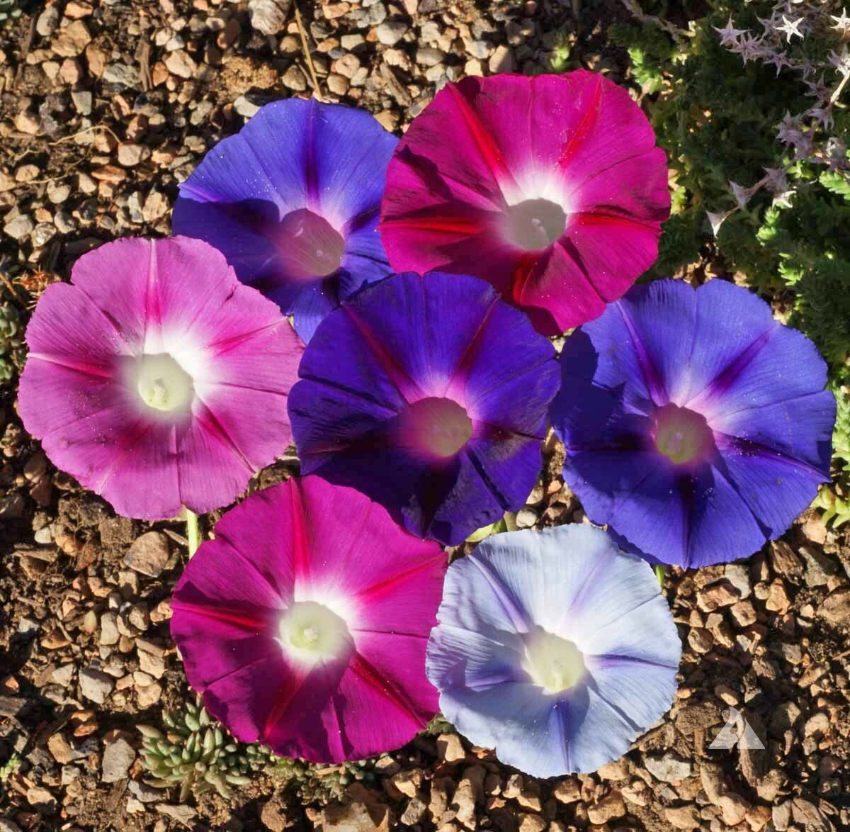 Morning Glory TALL MIX Pollinators Hummingbirds Love 5 COLORS Non-GMO 100 Seeds