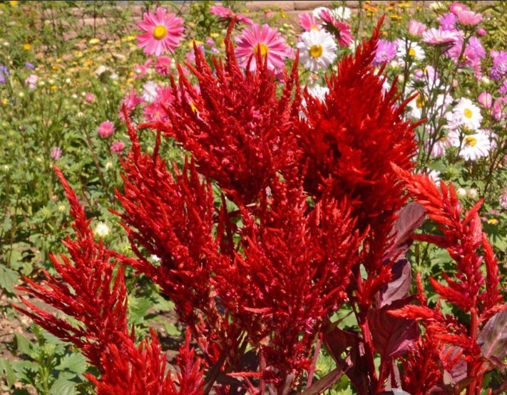 Celosia SCARLET PLUME Heirloom Red CutFlowers Plumed Cockscomb Non-GMO 500 Seeds