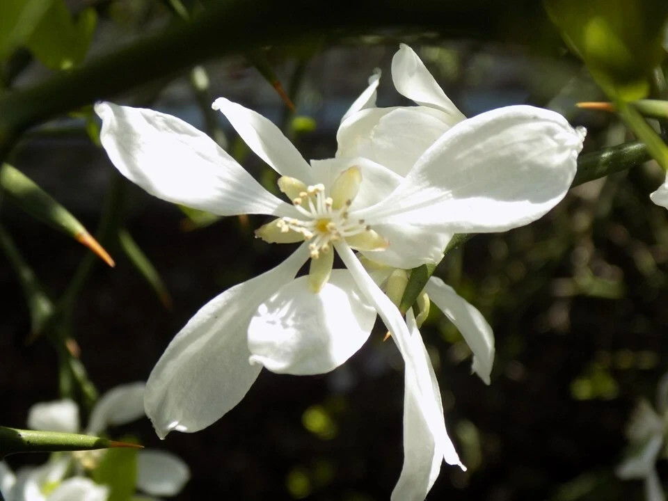 10+ Seeds Hardy Orange, Trifoliate Orange (Poncirus trifoliata) Hardy to Zone 5