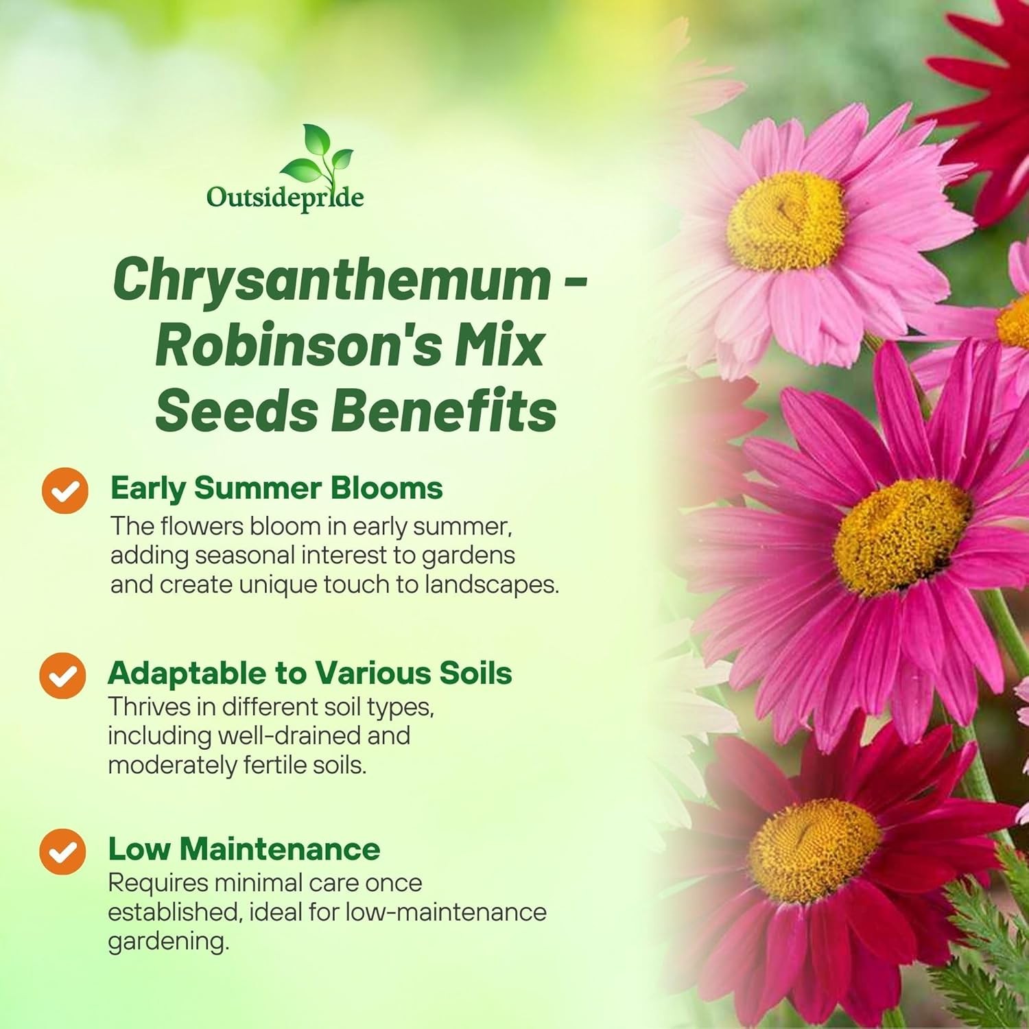 5000 Seeds Chrysanthemum Seed Mix For Planting Outdoors | Pyrethrum
