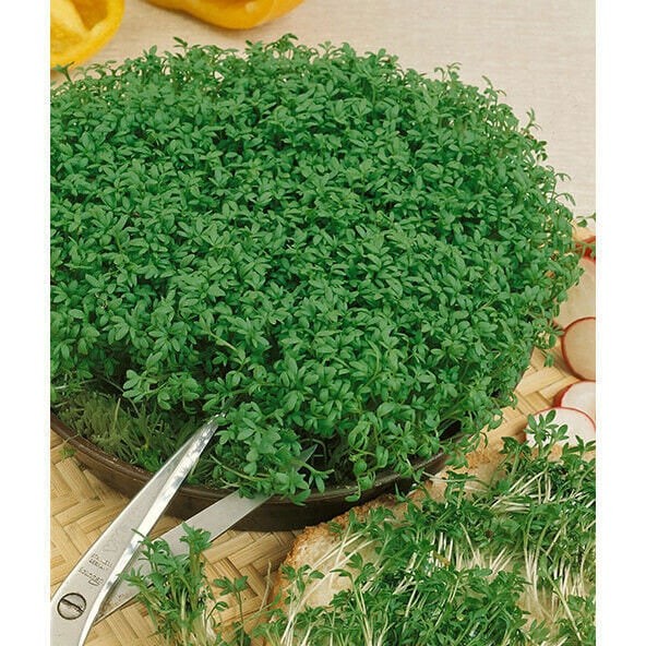 Curled Garden Cress Seeds, Non-GMO Heirloom, Shipped With Tracking