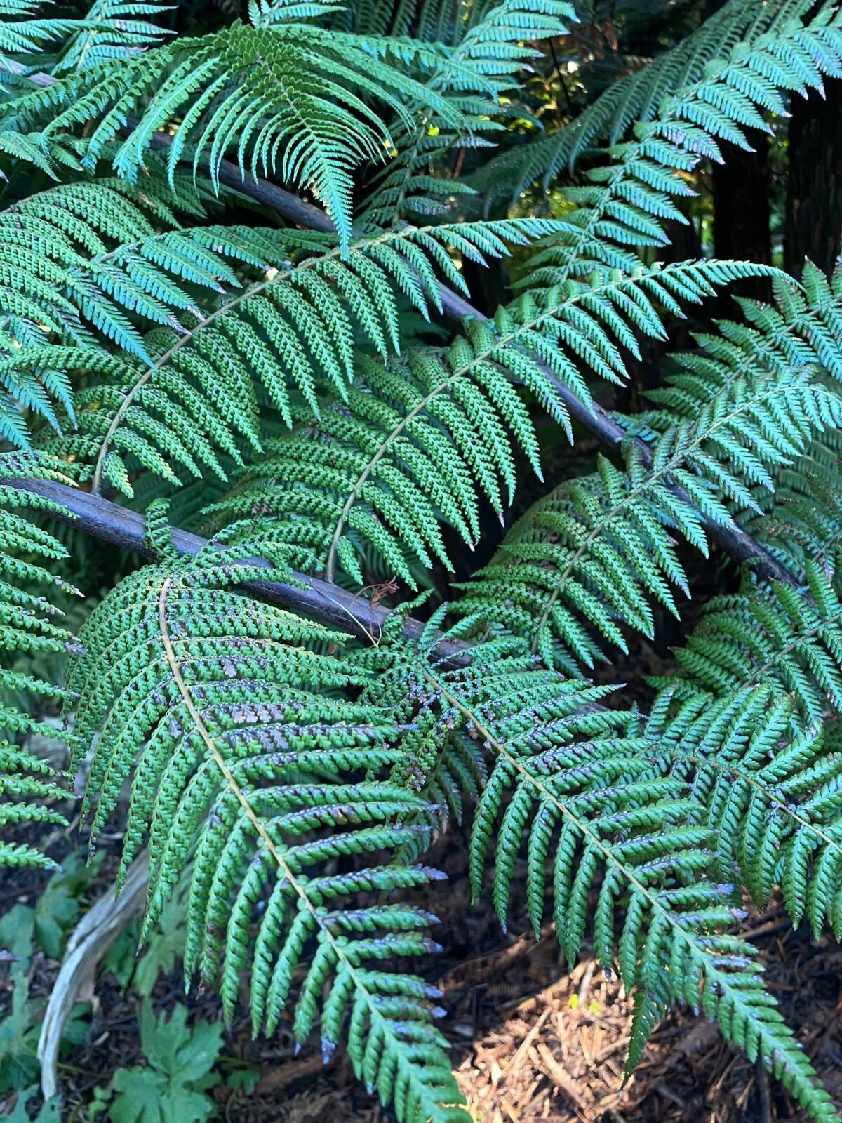 Dicksonia blumei | 100 Spores