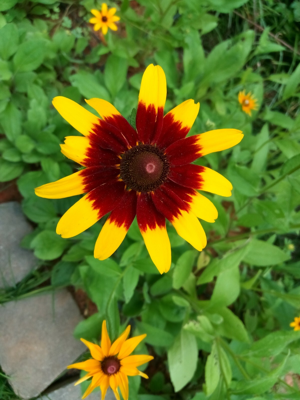 300+Native Perennial Large Daisy Seeds(Rudbeckia Hirta Gloriosa)Gold,Orange,Red.