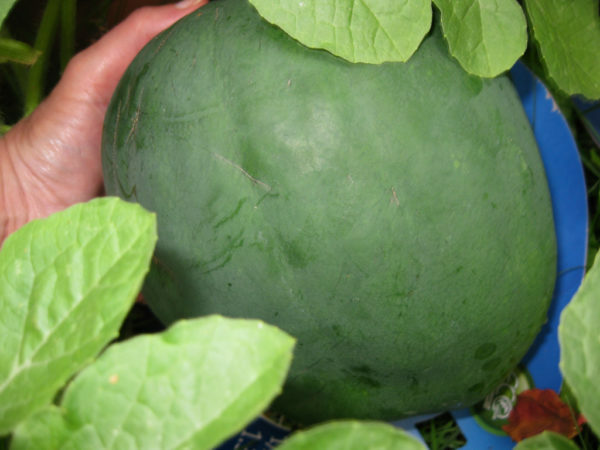 Black Diamond Watermelon Seeds, NON-GMO, Large Watermelon, FREE SHIPPING