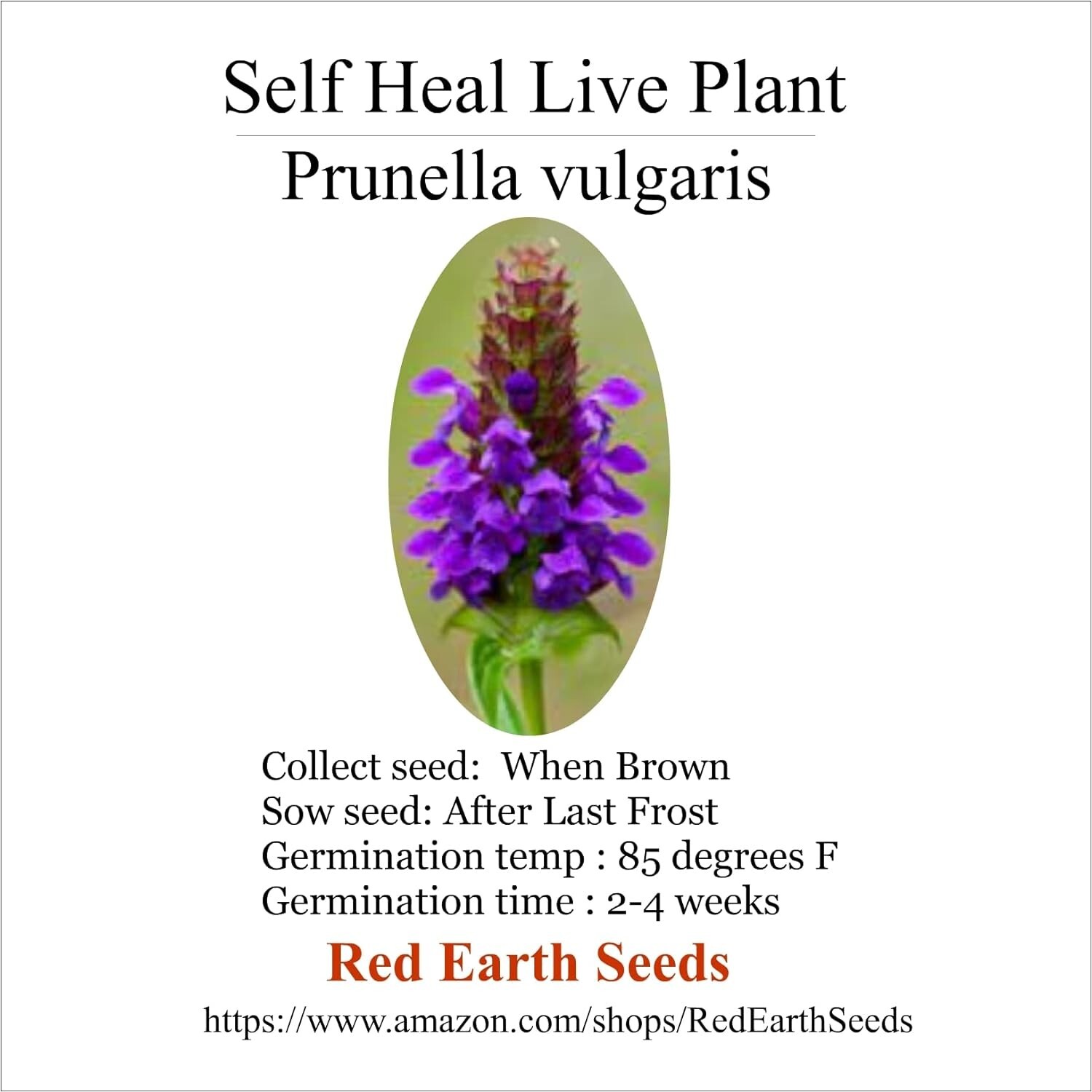 Self Heal – Live Rootball – Prunella vulgaris