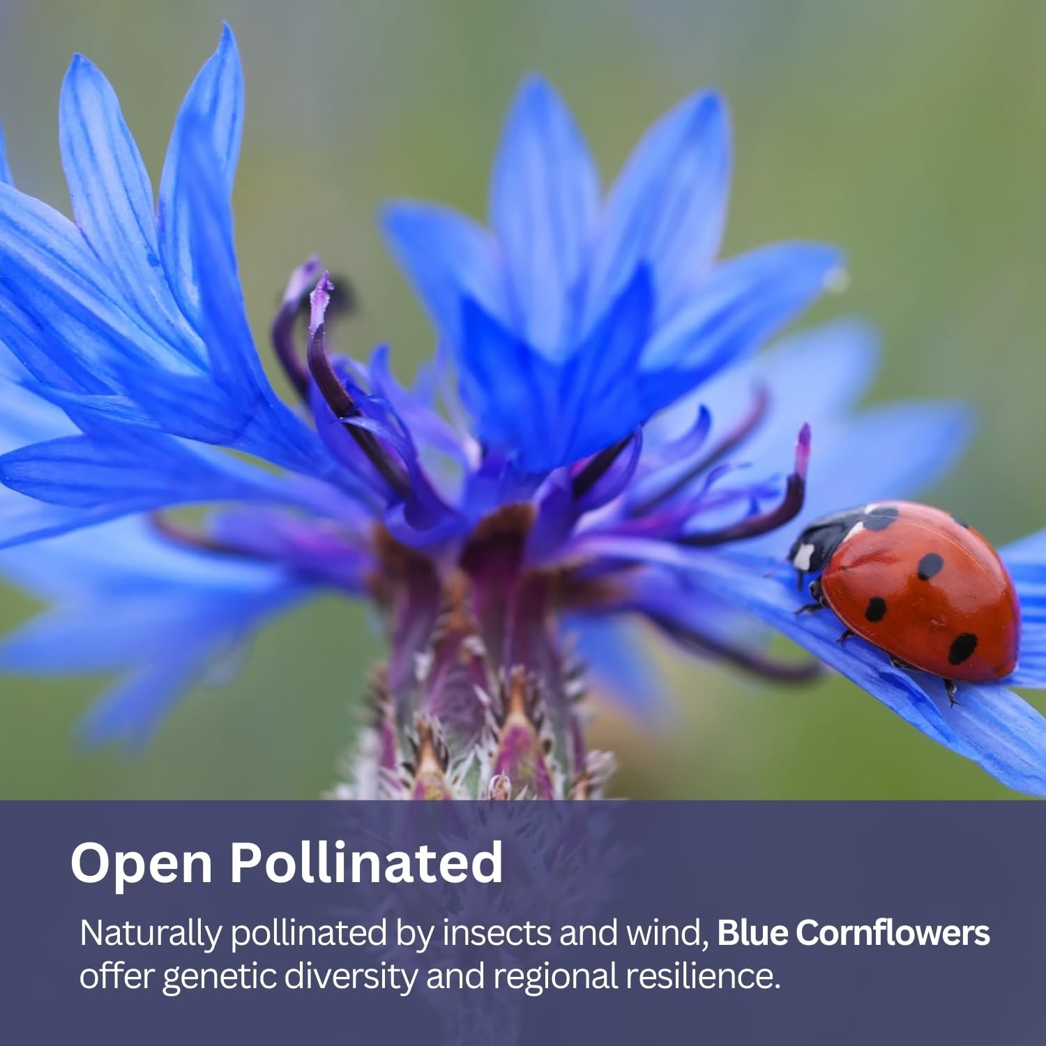 SunHaven Seeds Bachelor Button – Blue Cornflower – 5,500+ –