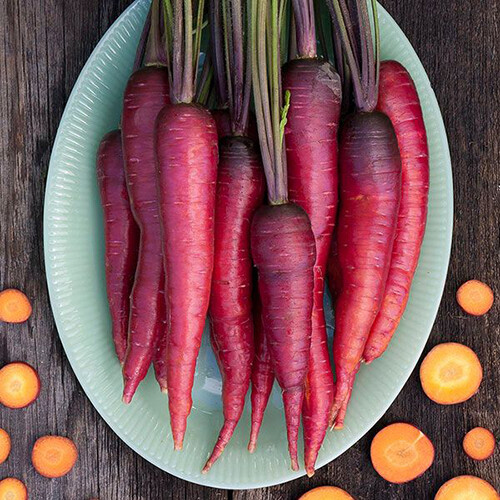 Purple Dragon Carrot Seeds | Heirloom / Non-GMO | Free Shipping | 1086