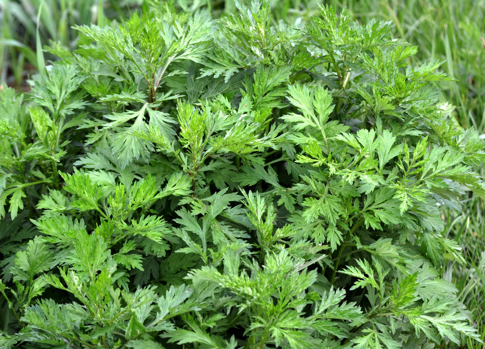 1000 COMMON MUGWORT Artemisia Vulgaris Wild Wormwood Herb Yellow Red Flower Seed