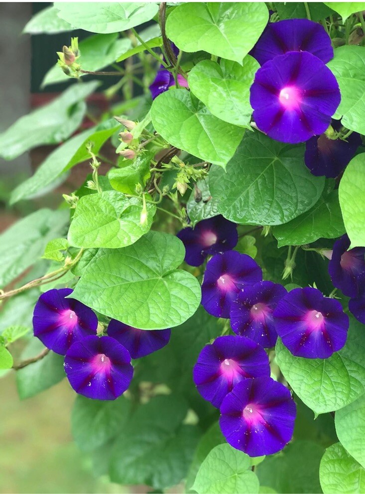 50 Royal Purple Morning Glory Seeds | Non-GMO | Free Shipping | Kay’s Seeds