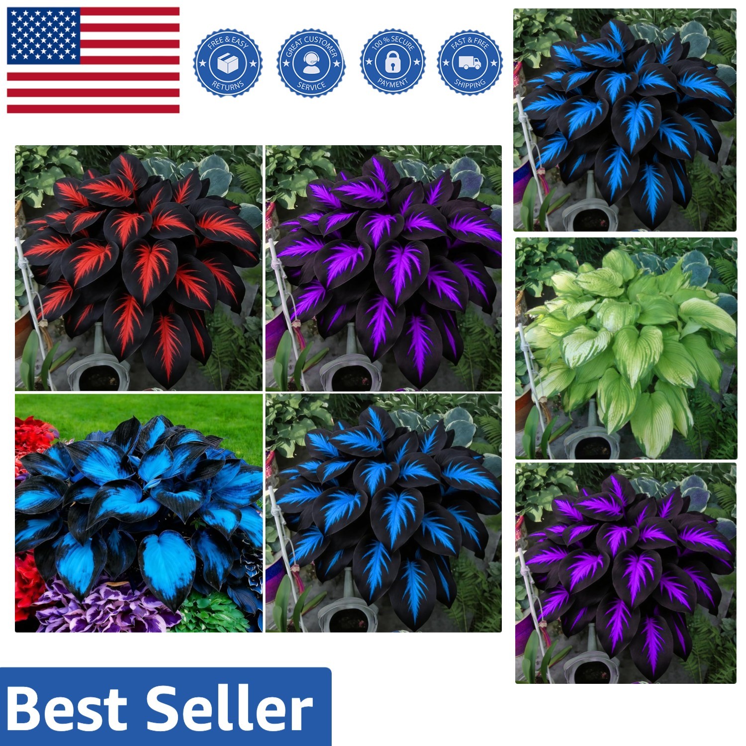 Fragrant & Hardy Hosta Seeds – 290+ Non-GMO Varieties for Outdoor Gardening