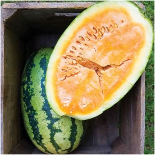 Orangeglo Watermelon Seeds For Planting (Citrullus lanatus)