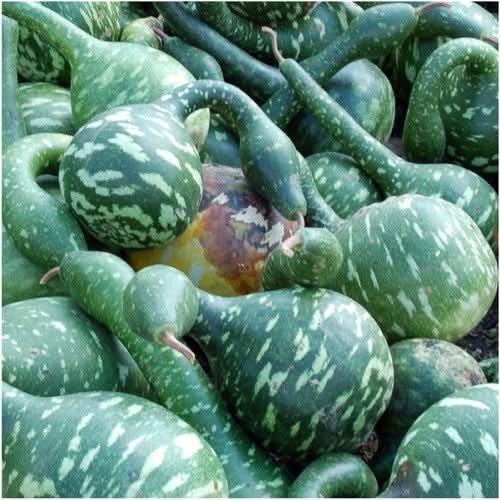 Speckled Swan Gourd Seeds For Planting (Lagenaria siceraria)