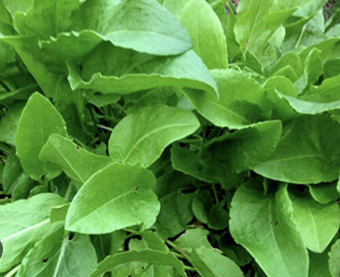 Organic Odessa 17 sorrel seeds (10 g)
