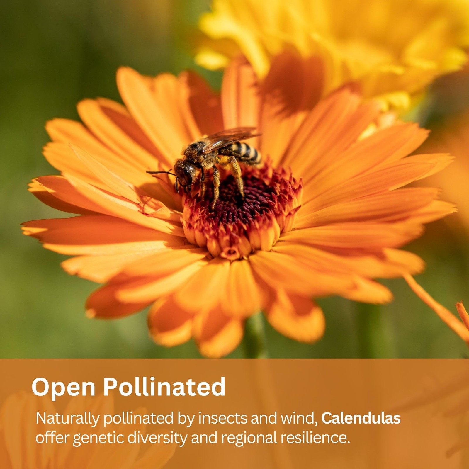 SunHaven Seeds Calendula Pacific Beauty Mix – 3,000+ Orange and Yellow
