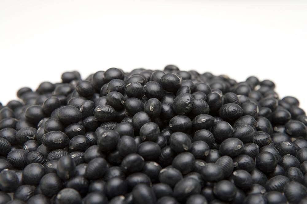 Black Soybean Seeds for Planting – Grown for Sprouts or Full Season