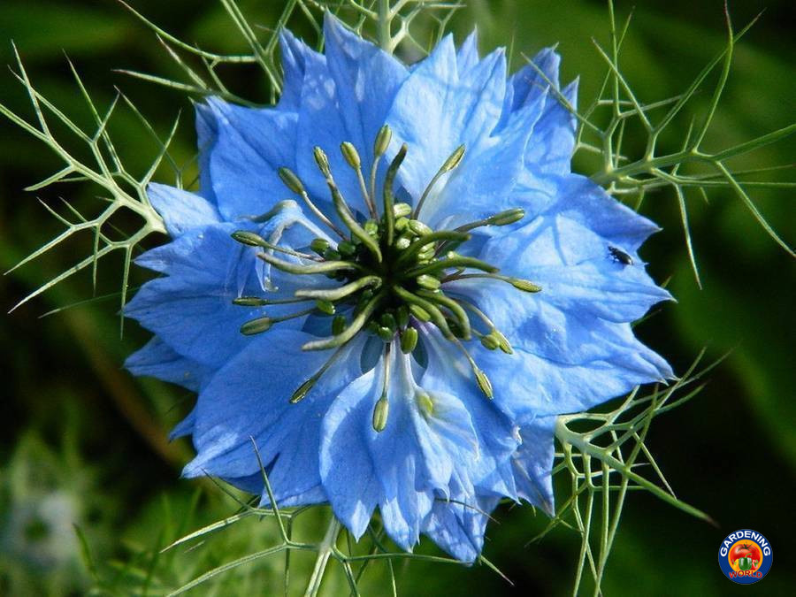 2000 Love In a Mist Flower Seeds Mix Miss Jekyll Nigella