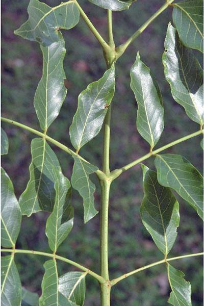 Acrocarpus fraxinifolius | Pink Cedar | Indian or Australian Ash | 10 Seeds