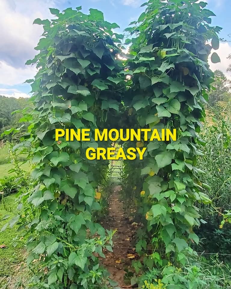 Pine Mountain Greasy Bean Seeds