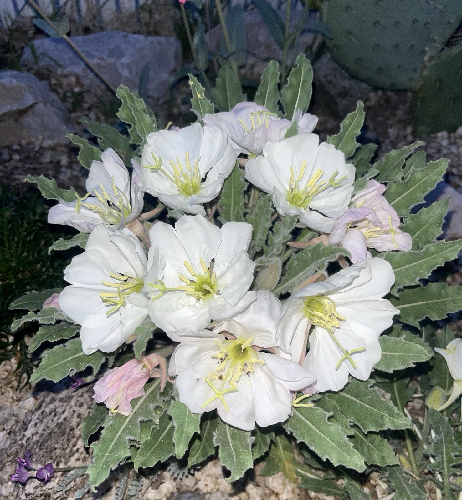 OE01: Fragrant Evening Primrose Seed ~50 Ct Cold Hardy Wildflower Oenothera caes