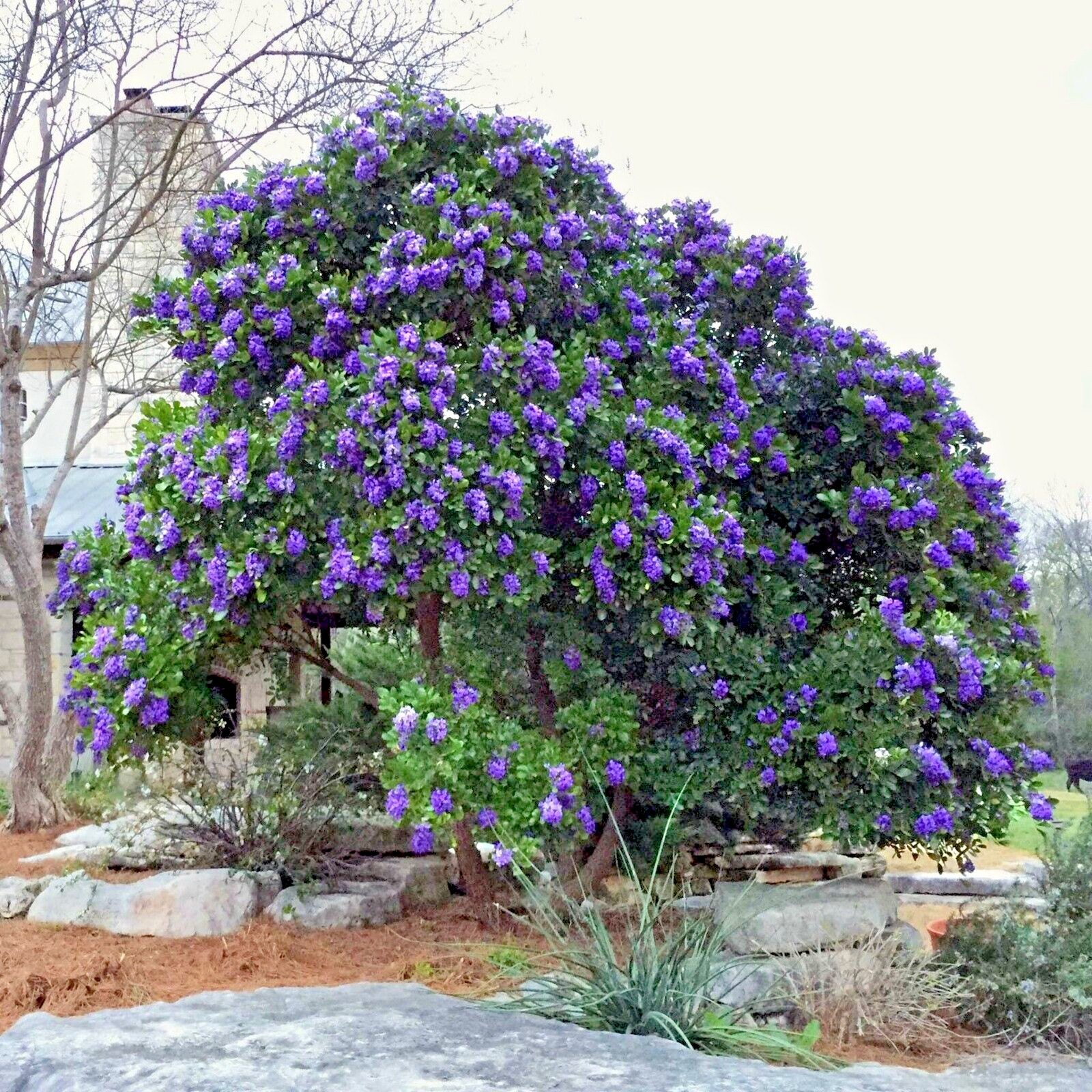 TEXAS MOUNTAIN LAUREL FLOWER TREE SEEDS (Sophora Secundiflora) Mescal Bean