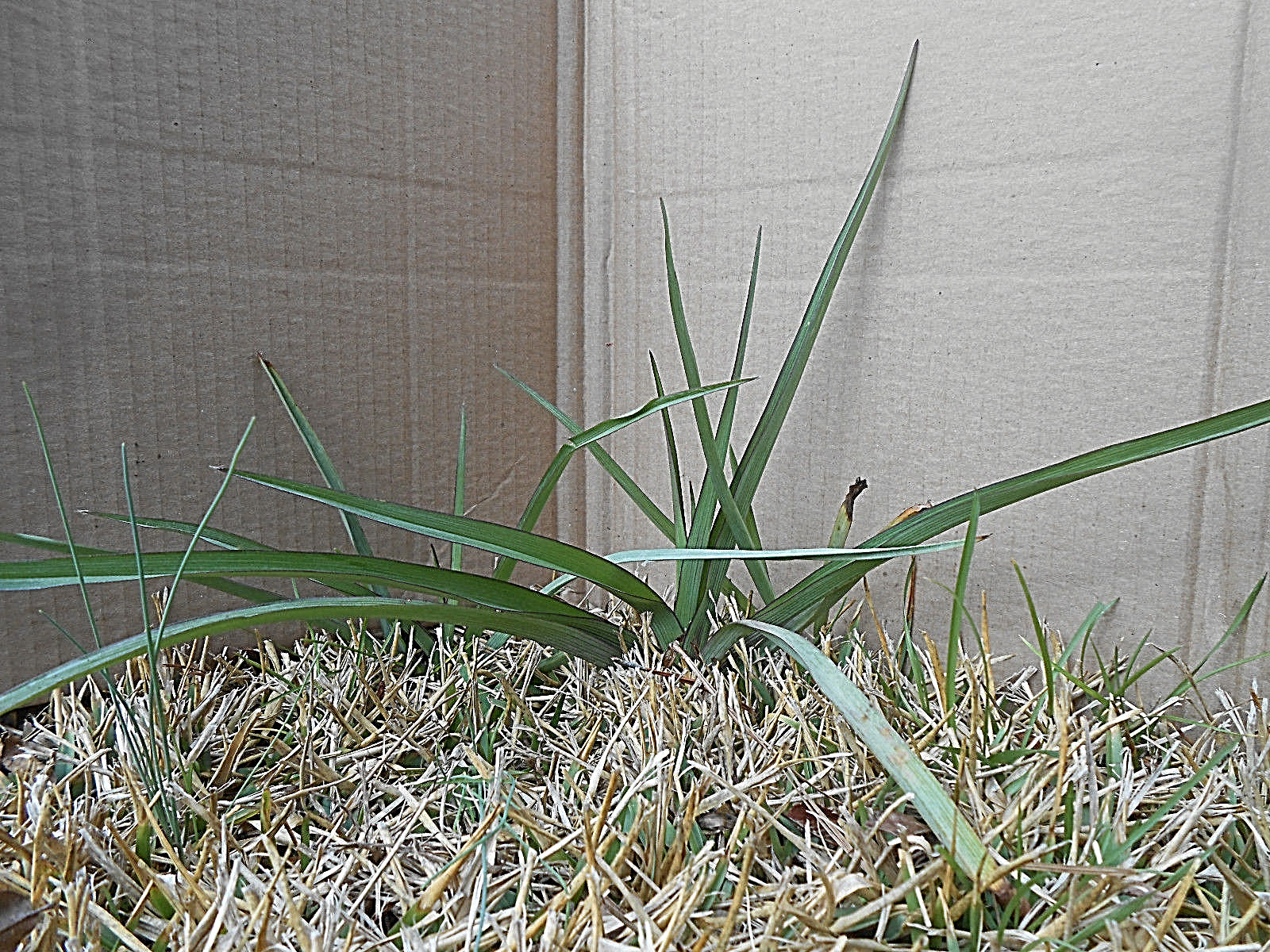 20+ SPIDERWORT TRADESCANTIA FIBROUS BARE ROOTS USDA ZONE 4~9